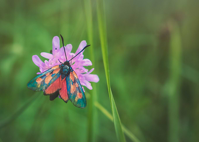 Burnet Moth on Flower