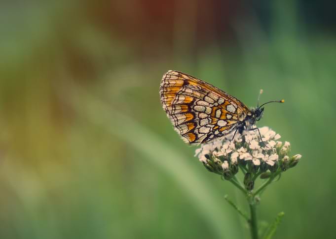 Butterfly on flower