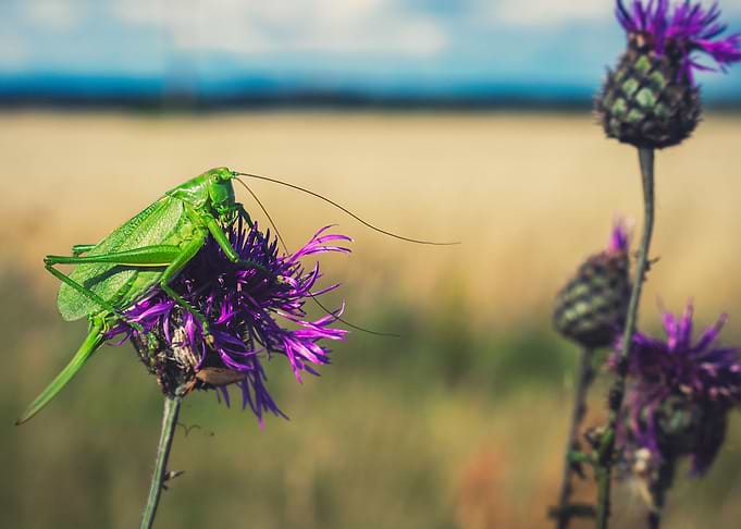 Bush cricket on flower