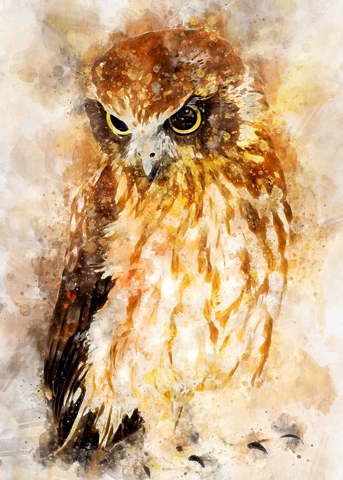 Owl