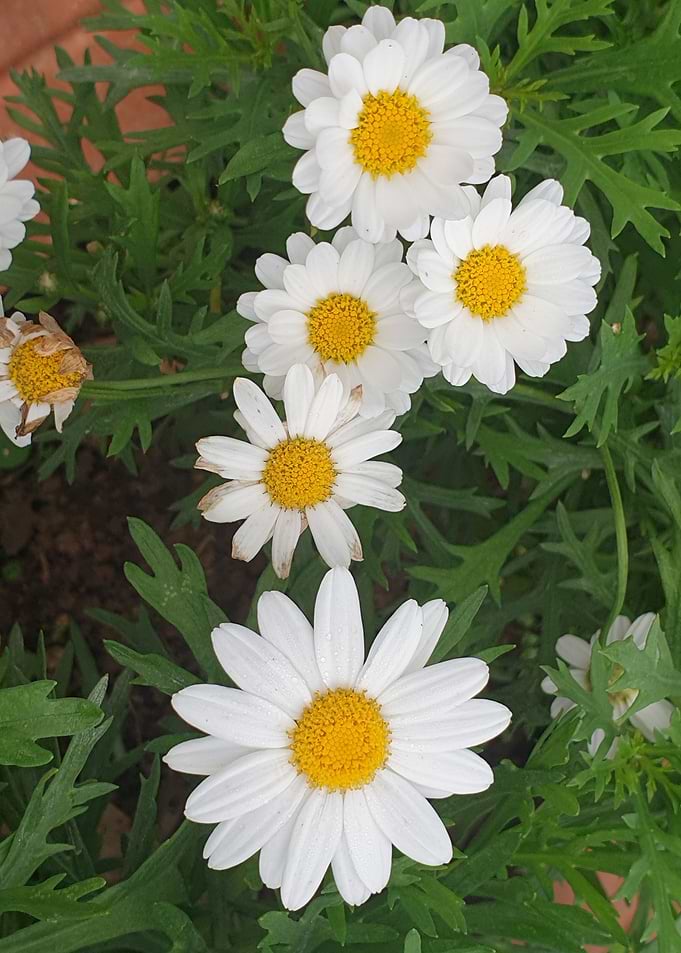 Daisy Chain