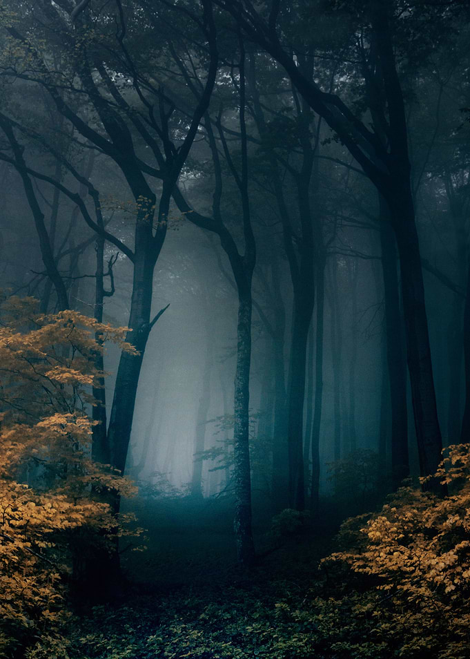 Magic forest