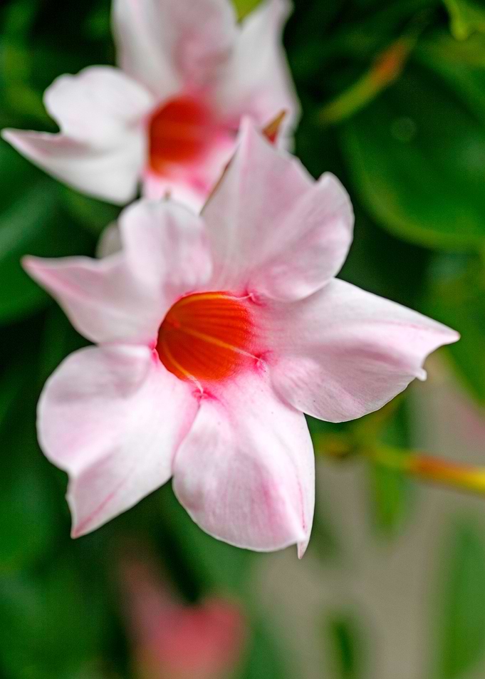 Mandevilla pink flower