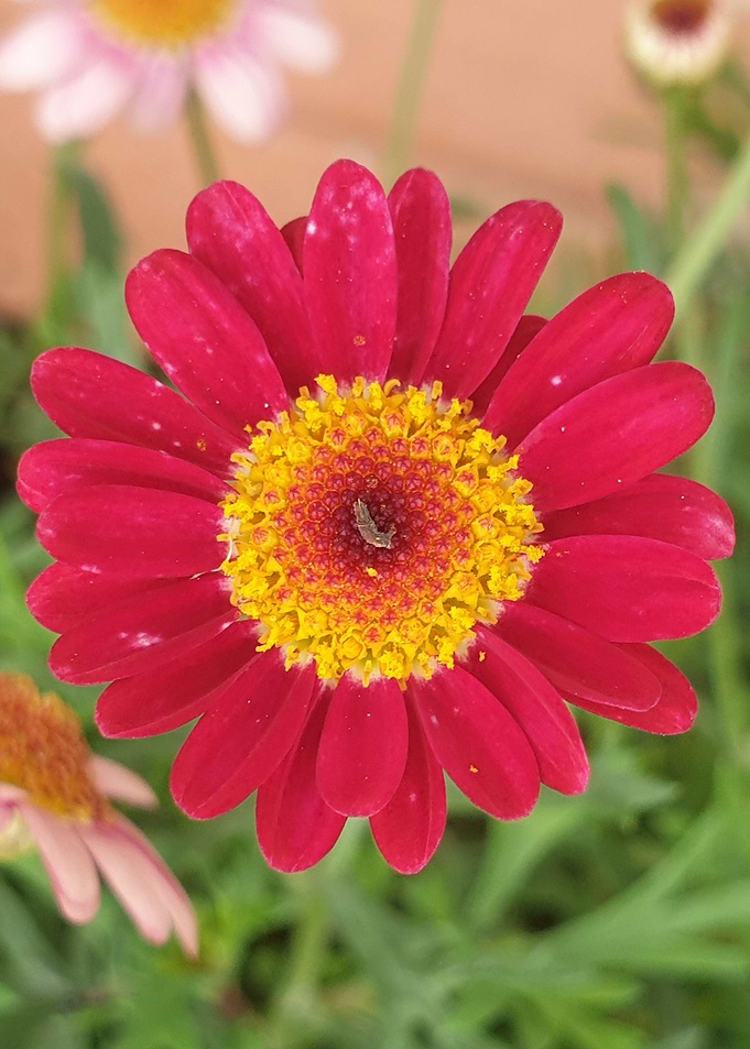 Flaming Star