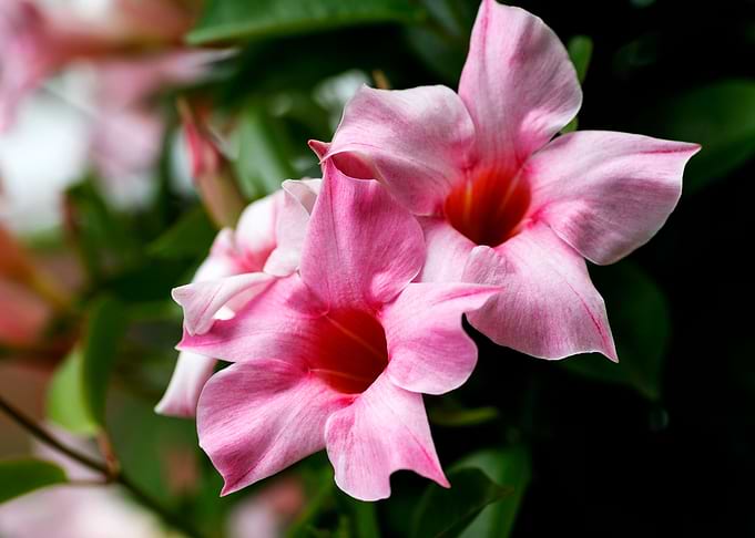 Mandevilla pink flower