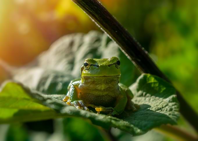 Green Tree Frog