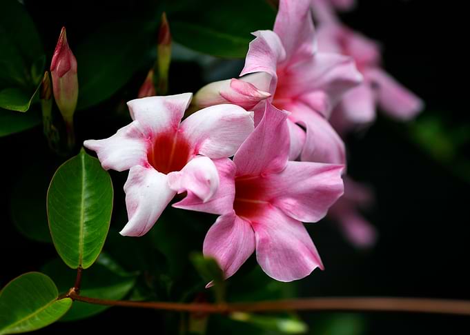Mandevilla pink flower