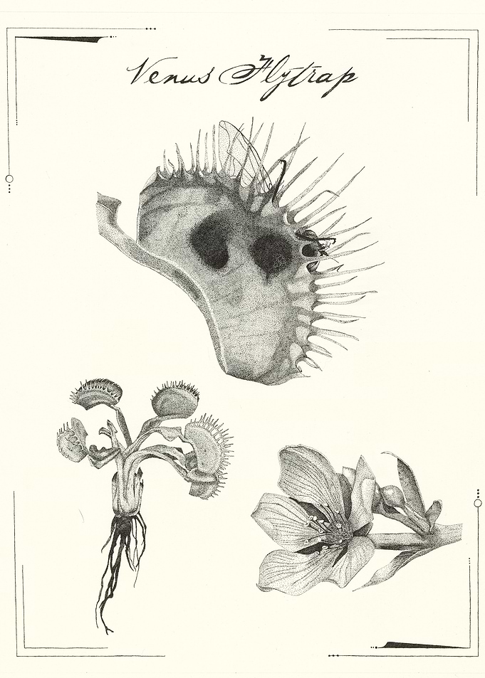 Venus Flytrap