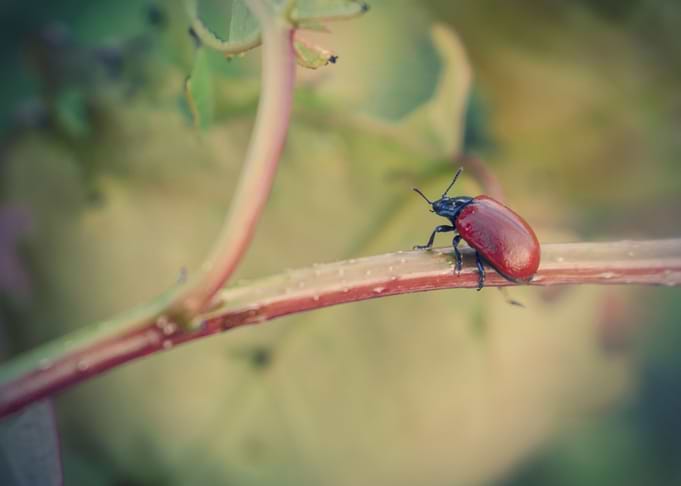 Knotgrass Leaf Beetle