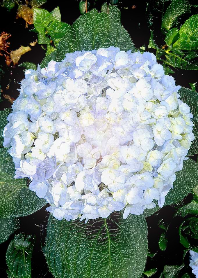 White Bloomer