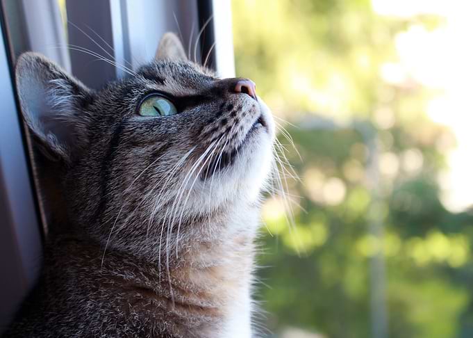 The Cat at the Window