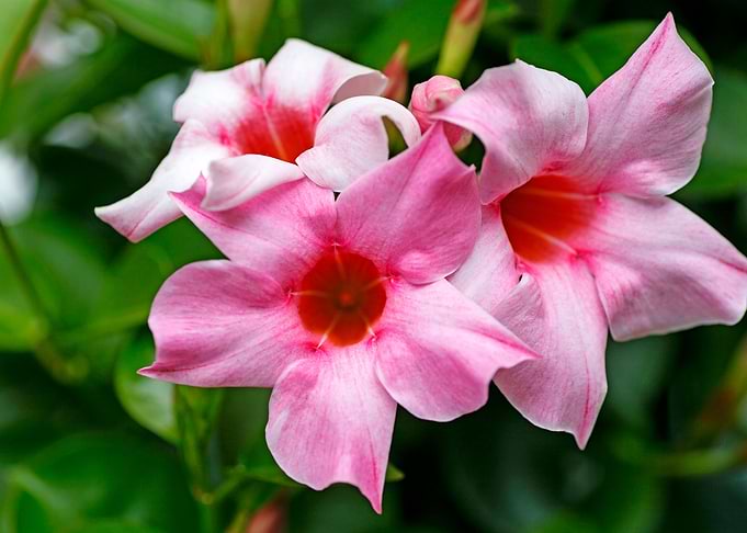 Mandevilla pink flower