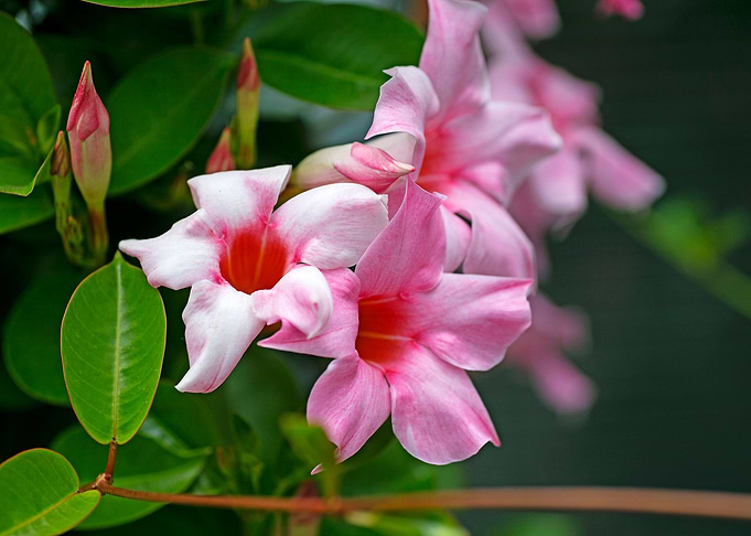 Mandevilla pink flower