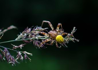 Four spot orbweaver