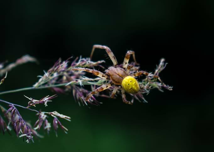 Four spot orbweaver