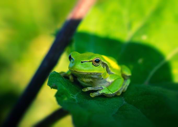 Green Tree Frog