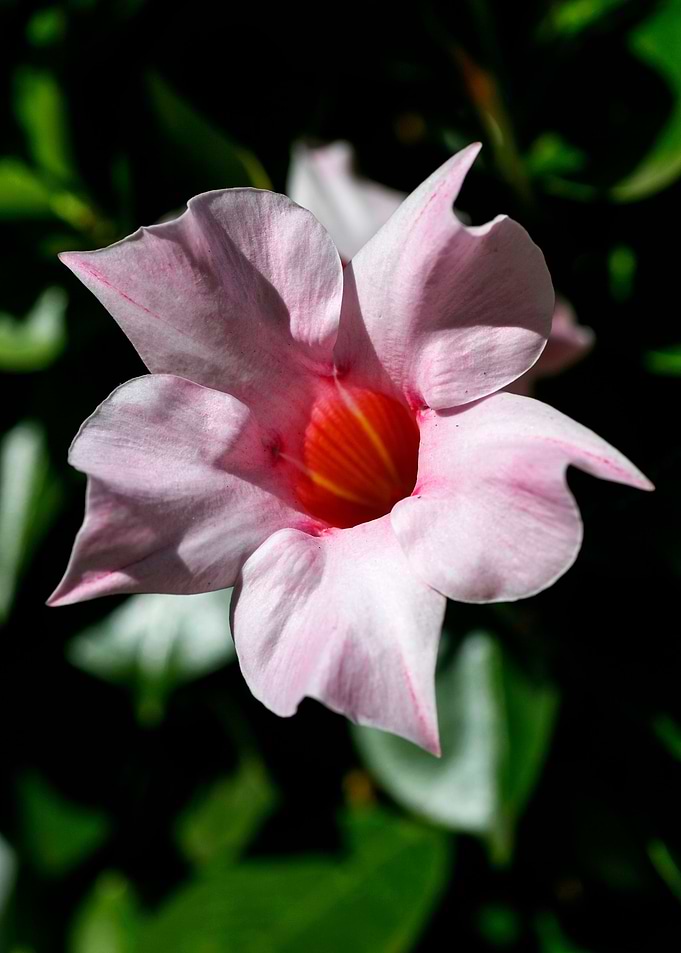 Mandevilla pink flower