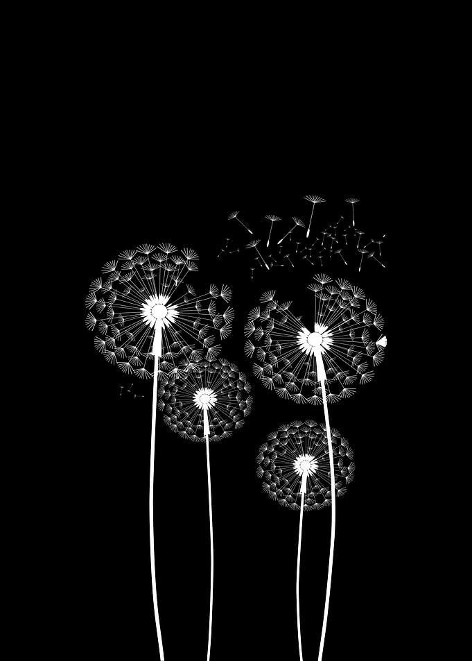 Four White Dandelions