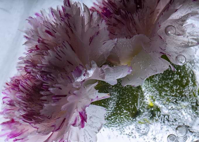 Dianthus in ice 2