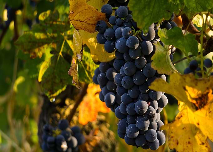 A bunch of grapes