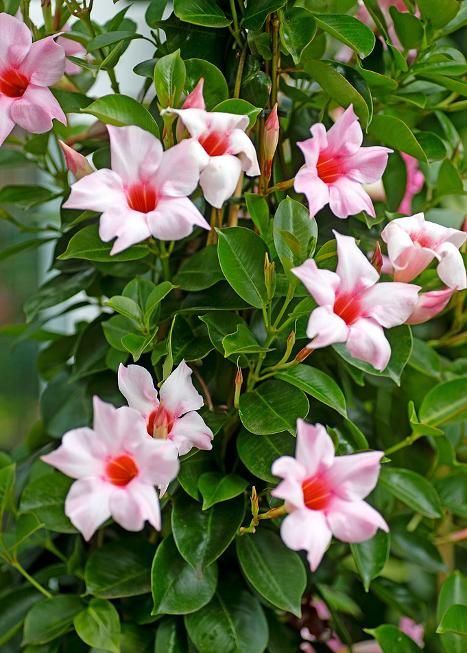 Mandevilla pink flower