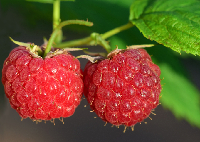 Raspberry