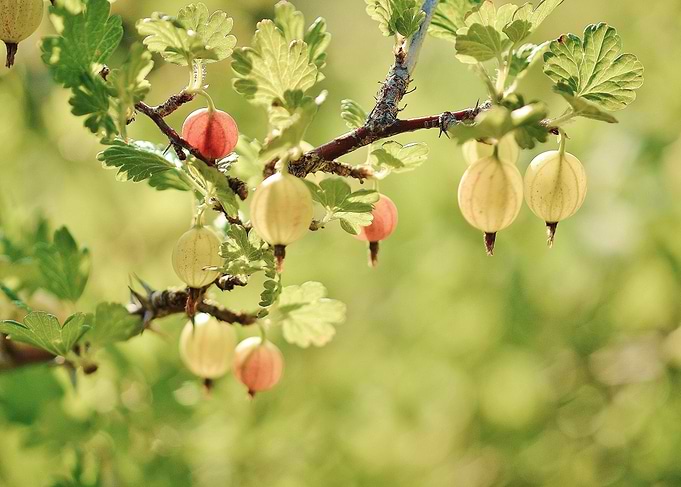 Gooseberry