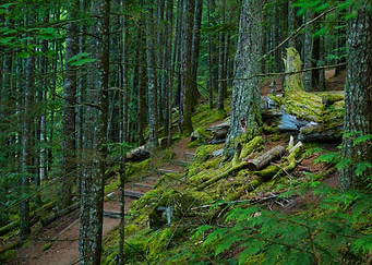 Path In the Woods