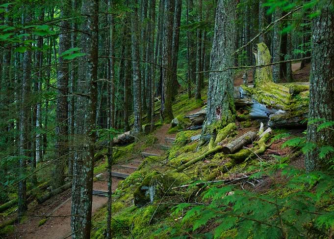 Path In the Woods
