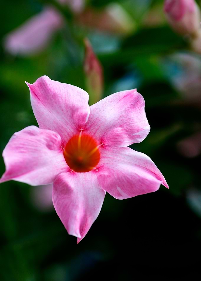 Mandevilla pink flower