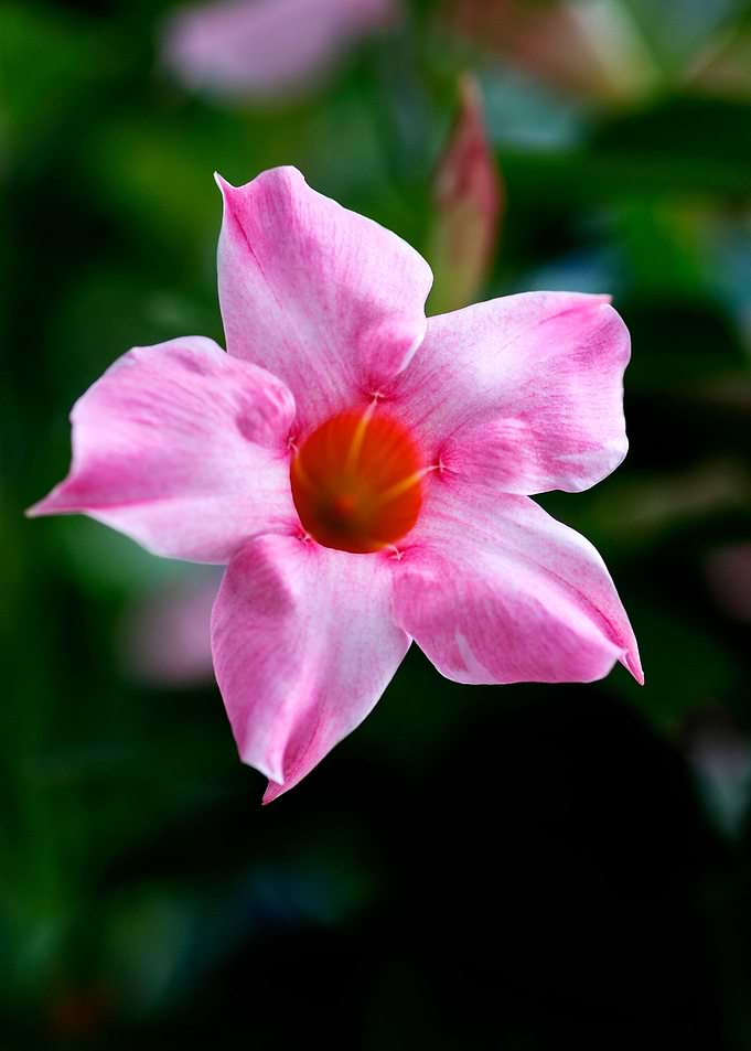 Mandevilla pink flower