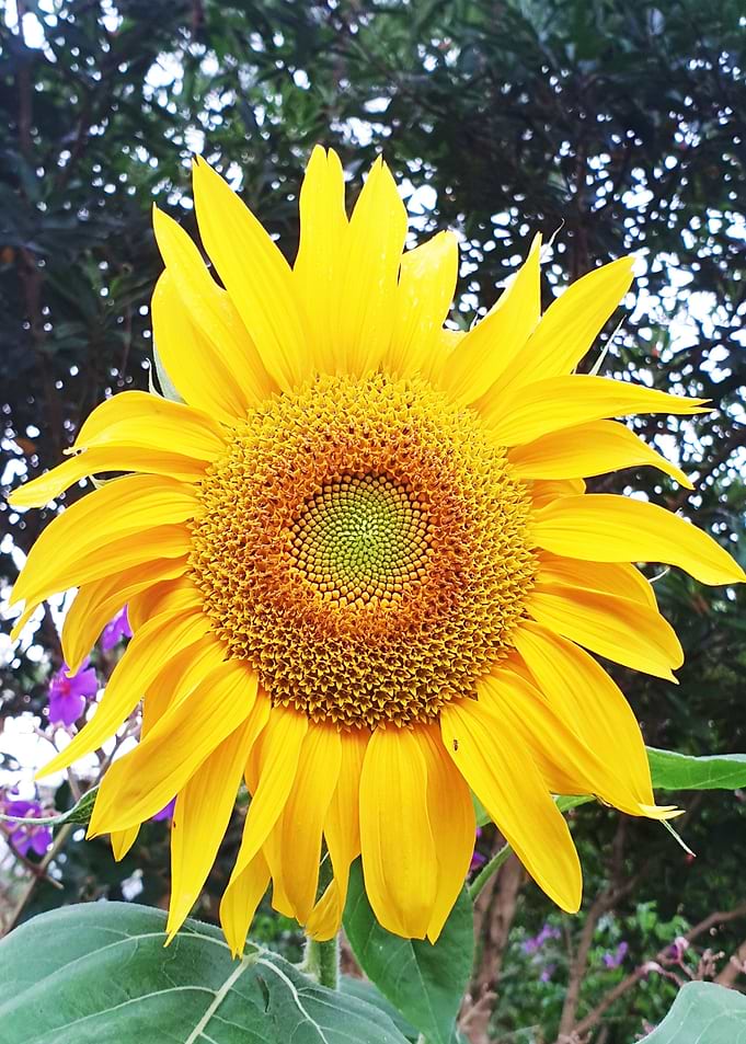 Flower of the Sun