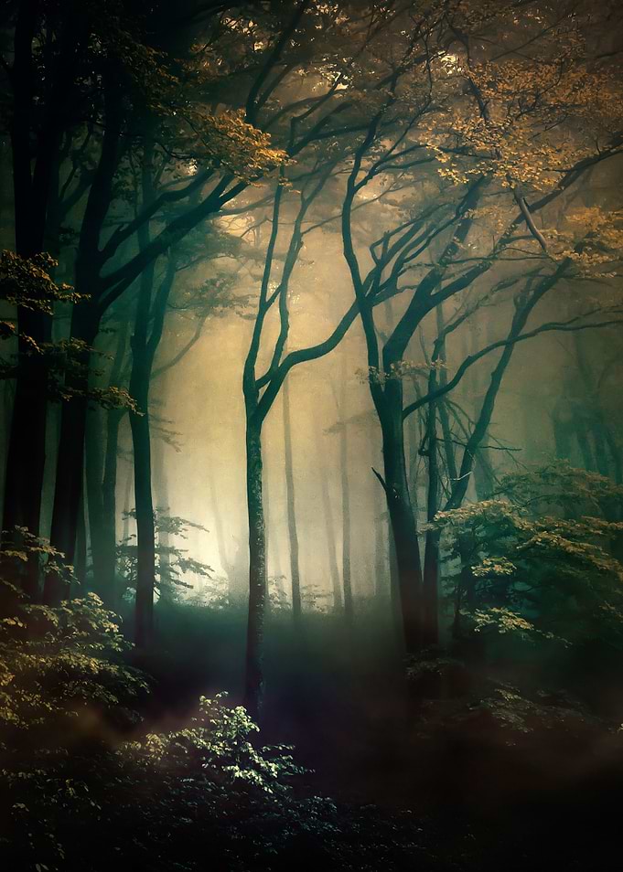 Mysterious Forest