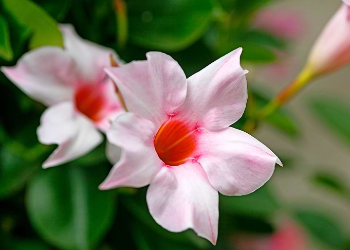 Mandevilla pink flower