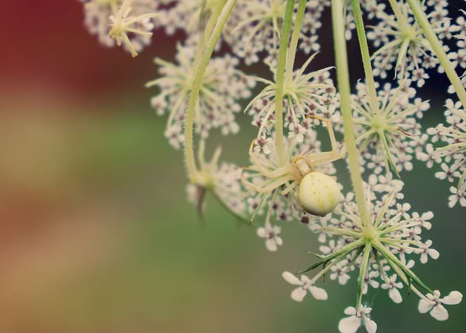 White Crab Spider