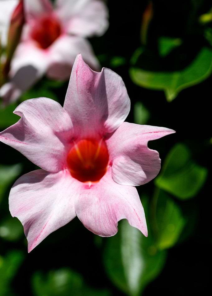 Mandevilla pink flower