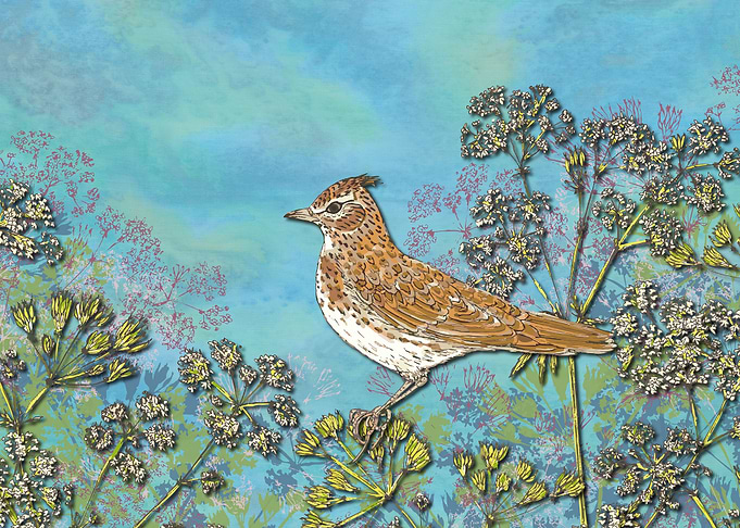 Summer Skylark
