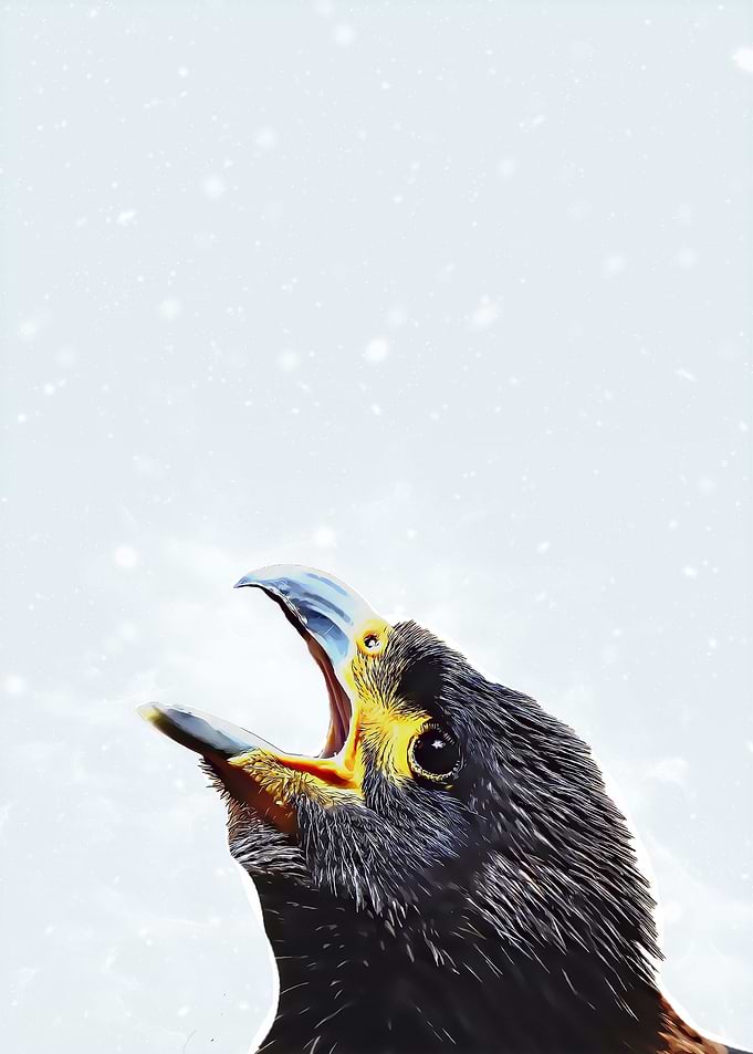 Eagle Close Up Portrait