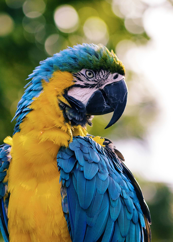 blue and gold macaw