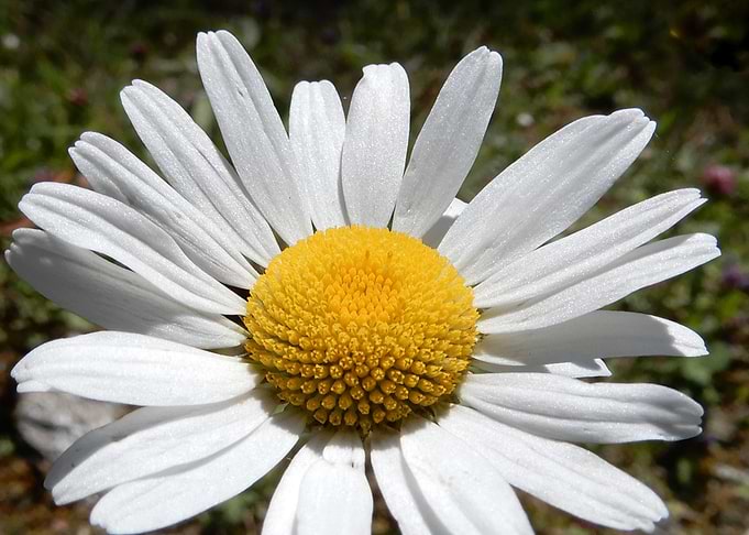 alpine flower 21
