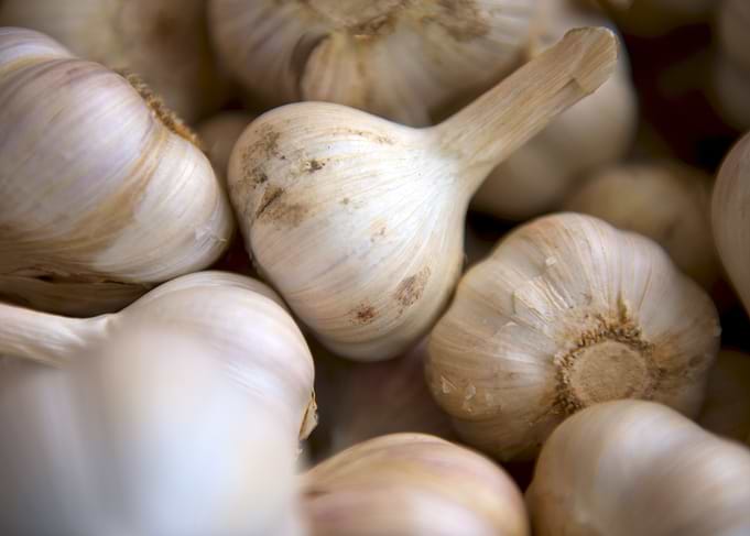Garlic