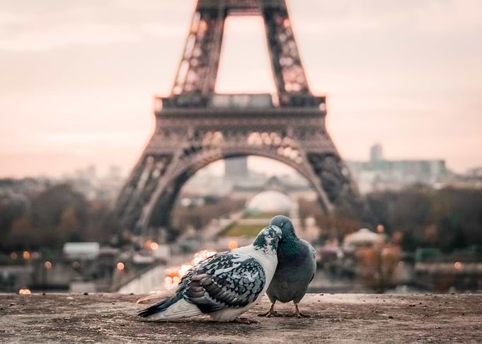 Two love birds