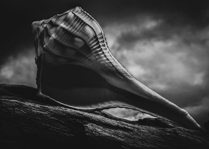 Seashell No