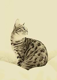 Beloved Cat
