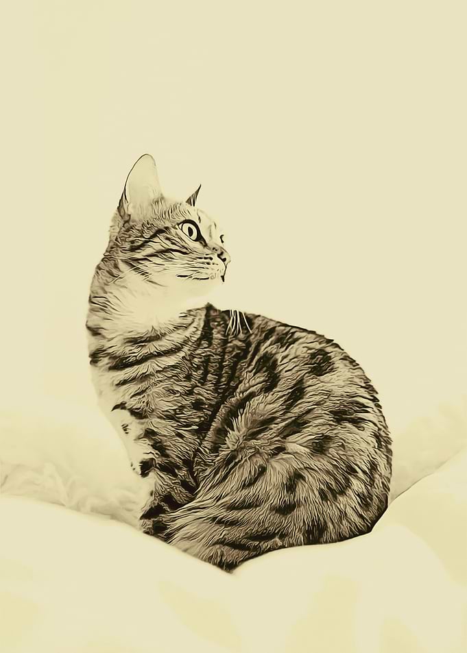 Beloved Cat