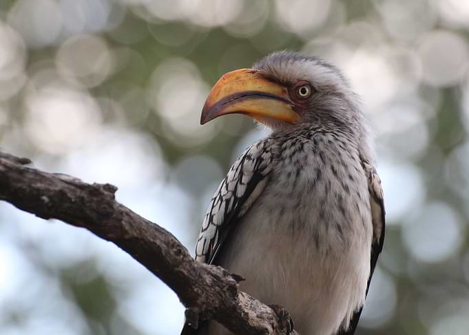 Exotic bird