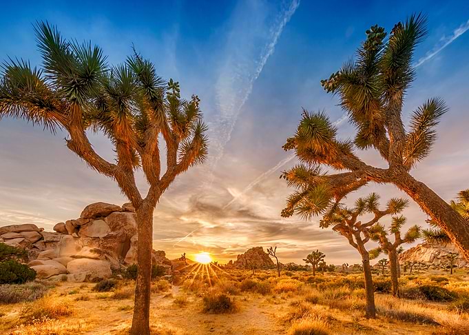 Joshua Trees at Sunset
