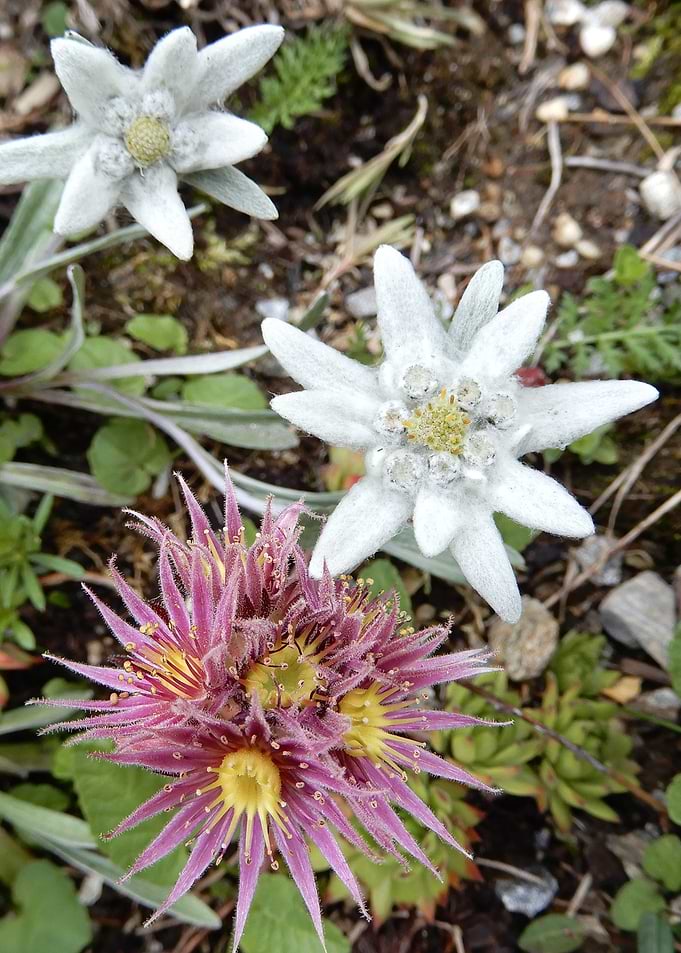 alpine flowers 27