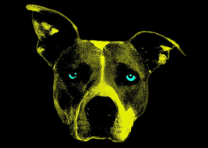 Dog in a Dark Sunrise