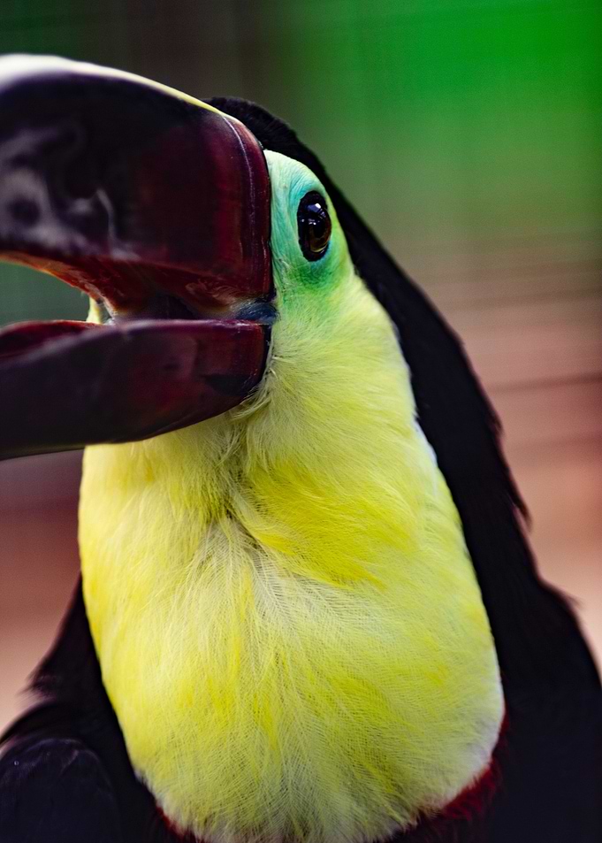 Toucan